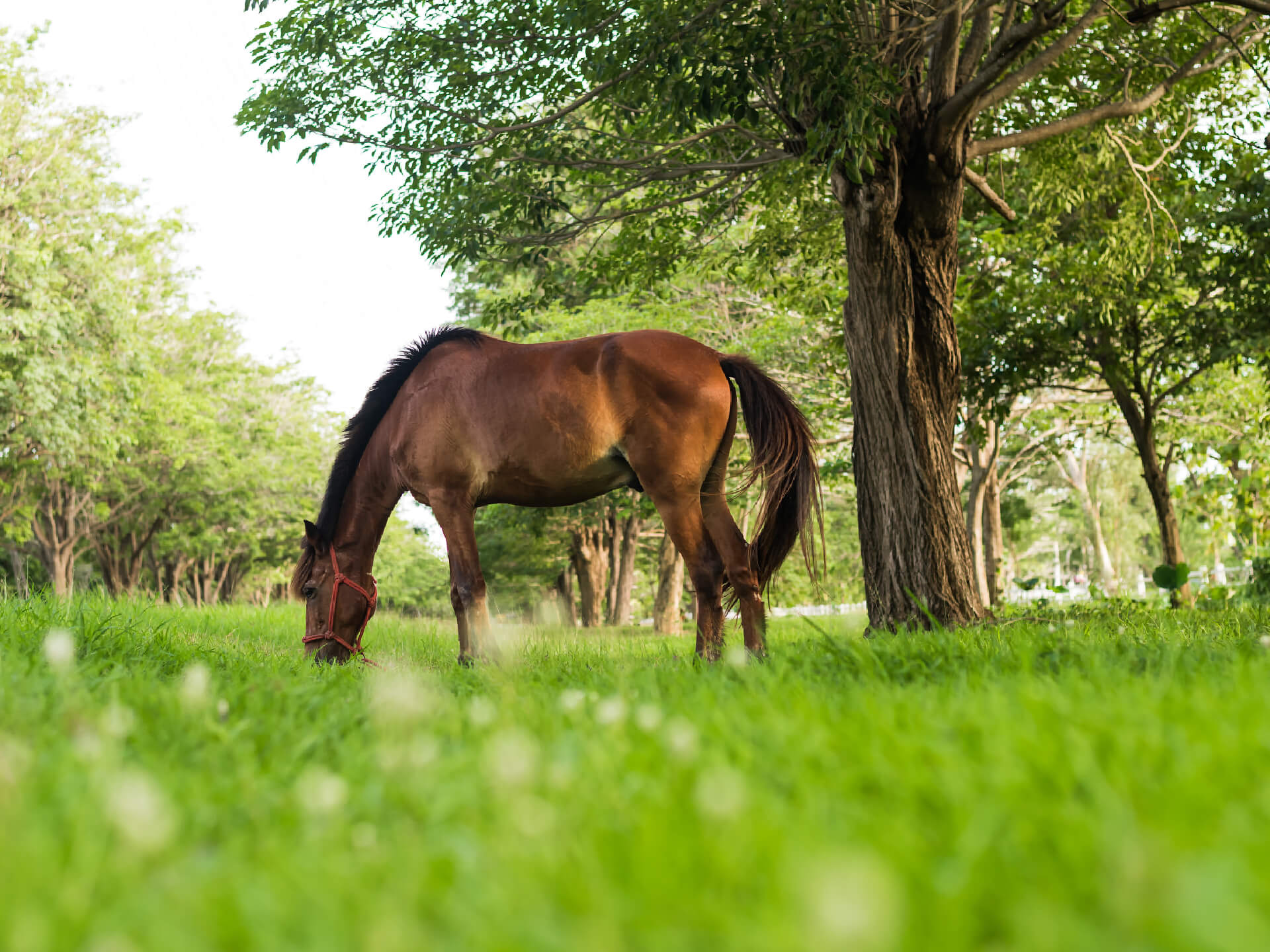 Paard in de wei