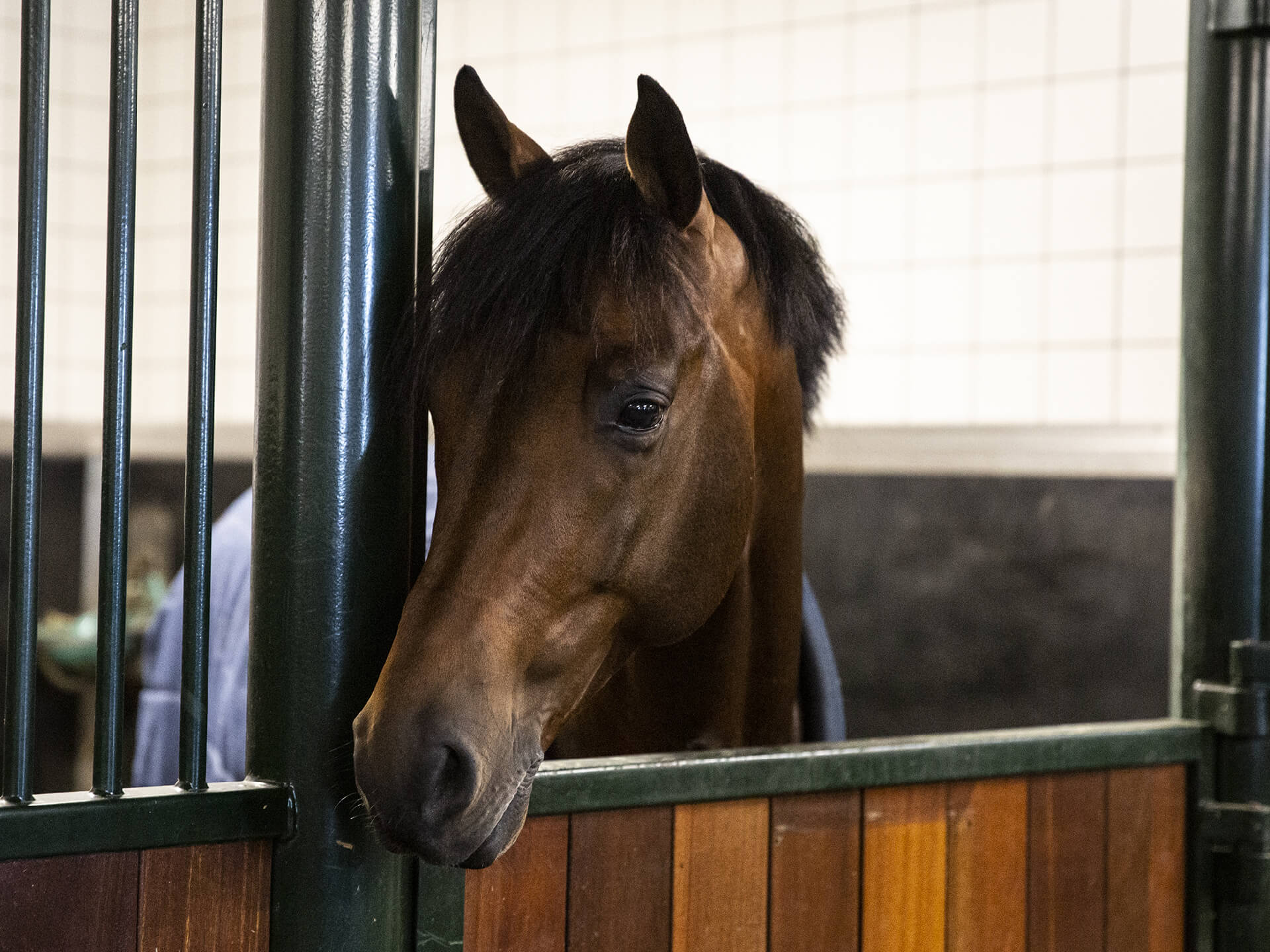 Paarden