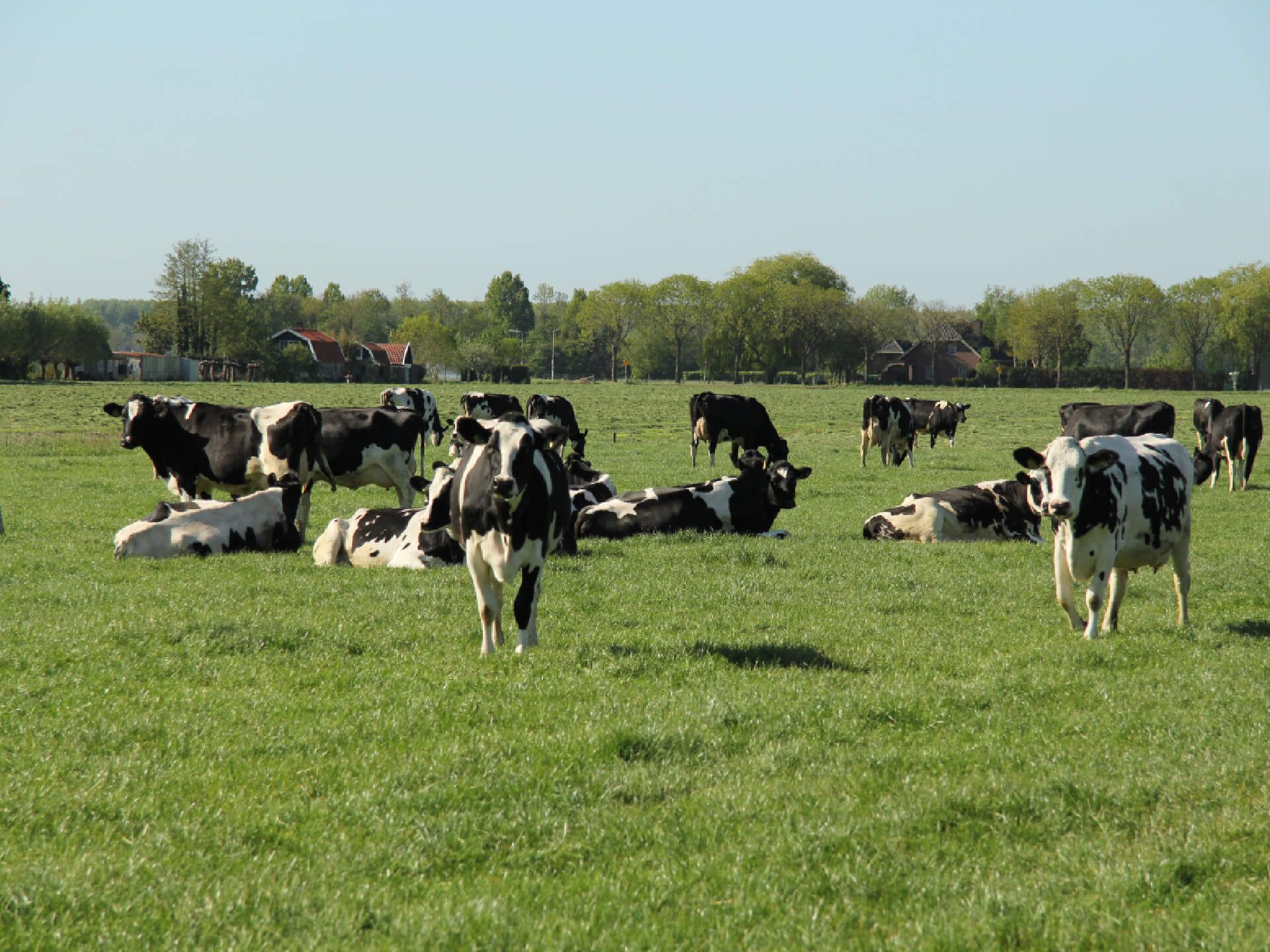 Rundvee biologisch