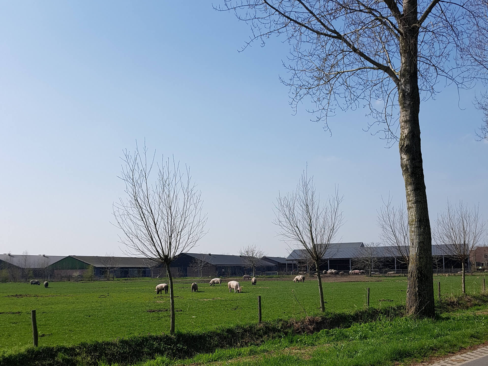 Varkens biologisch