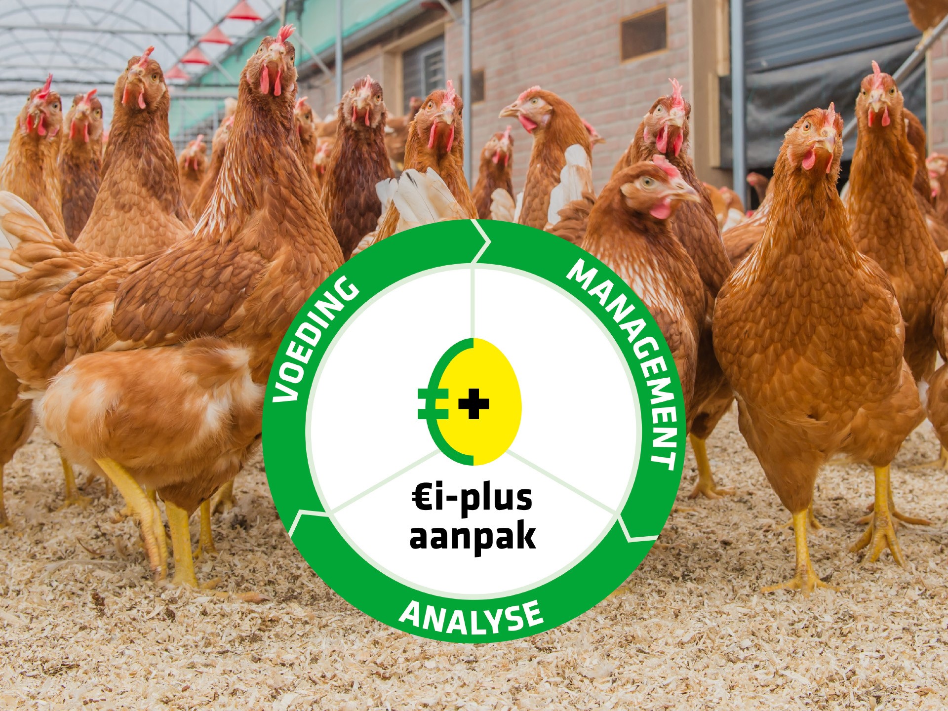 Ei-plus aanpak