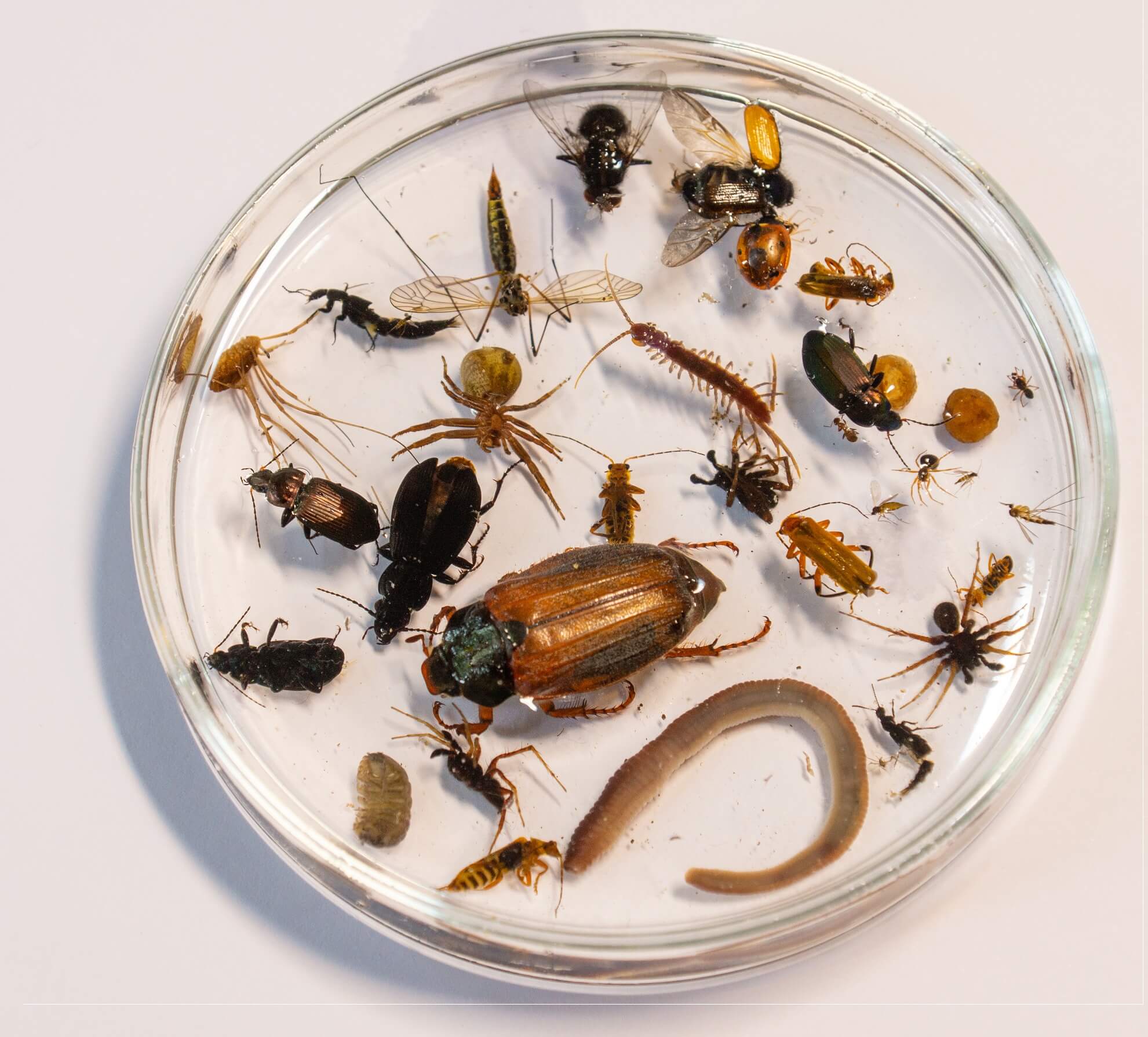 Biodiversiteit