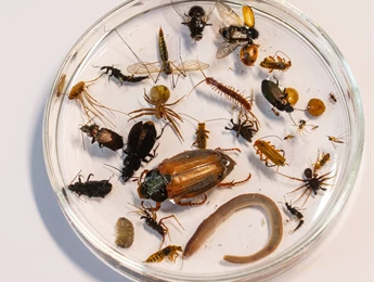Biodiversiteit