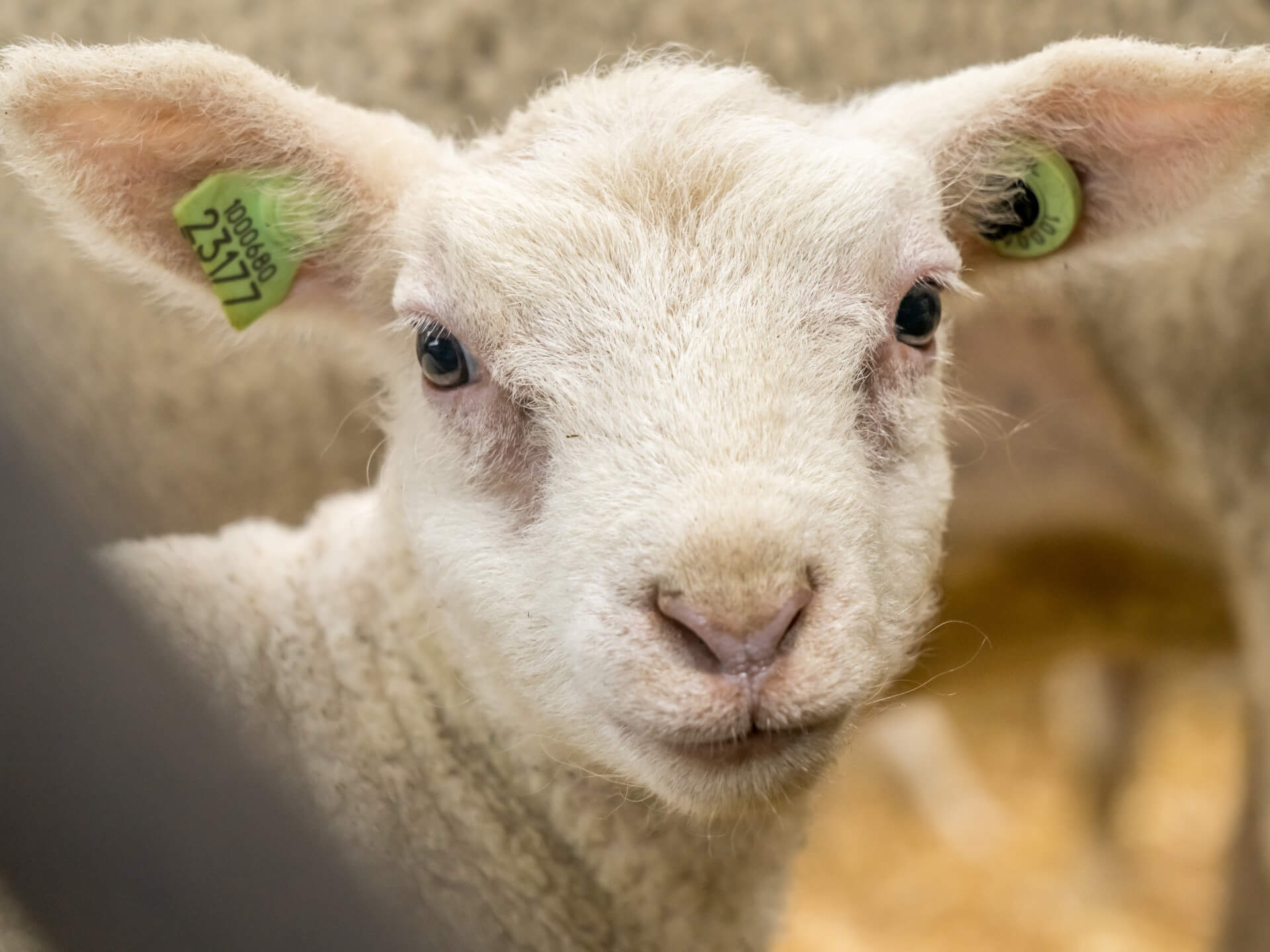 Schapen en lammeren