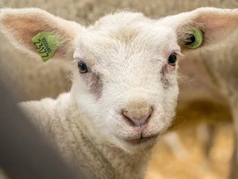 Schapen en lammeren
