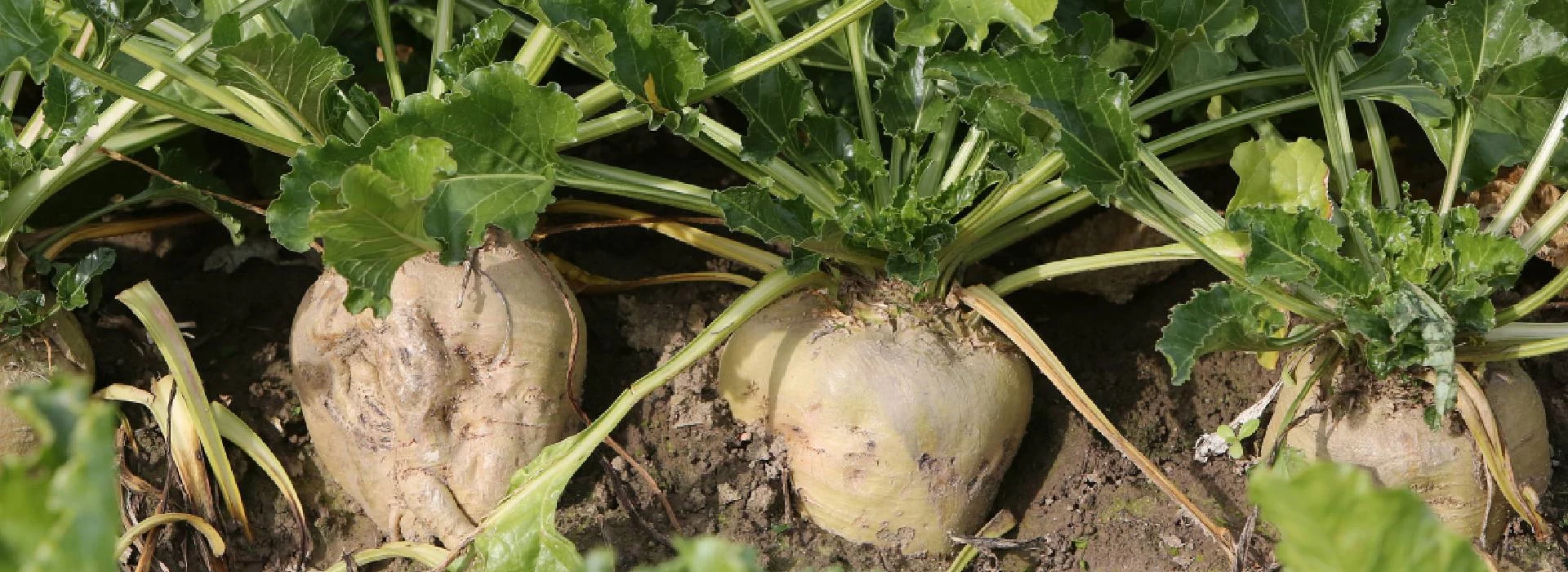 Suikerbieten
