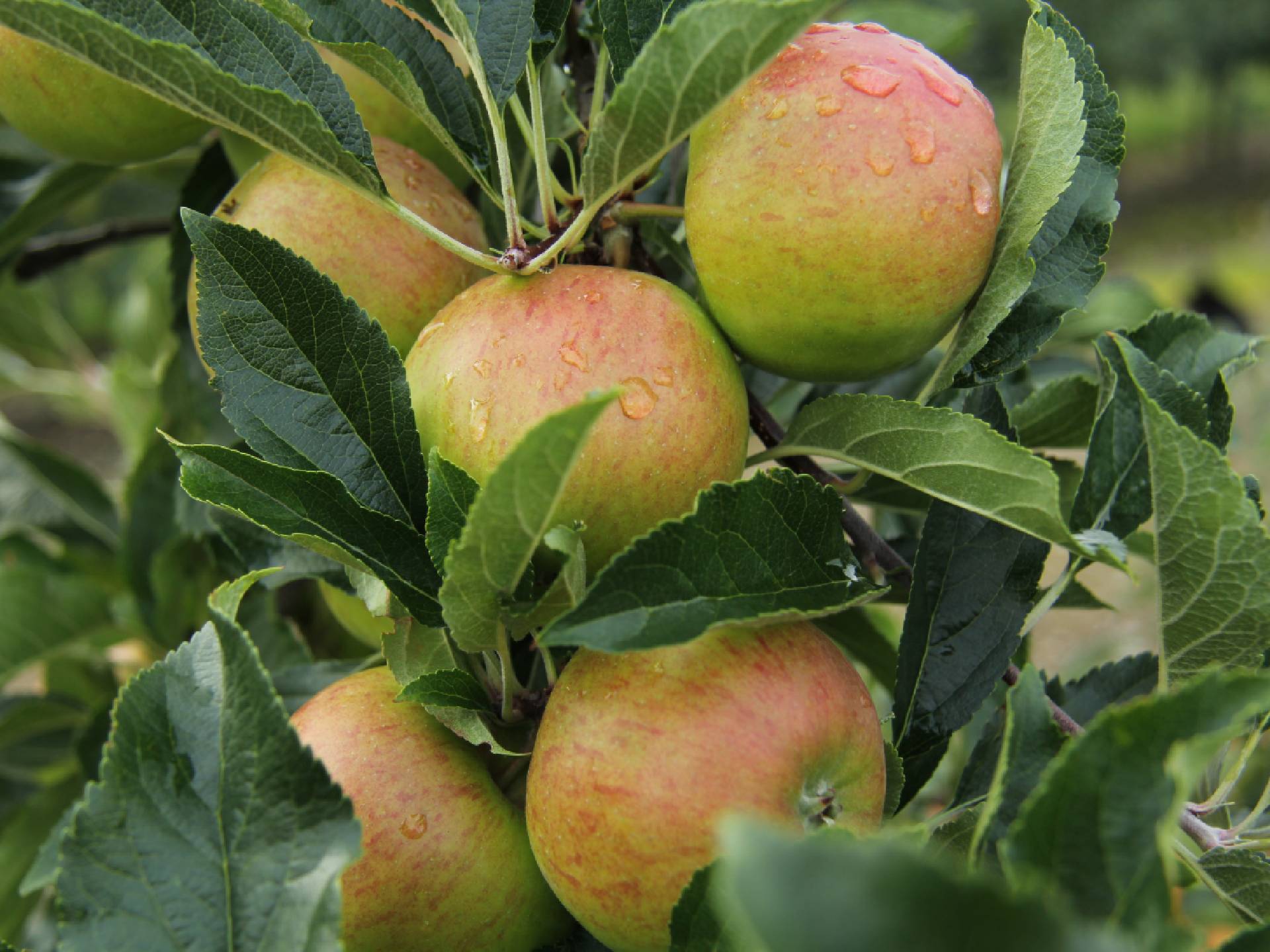Appels aan den boom