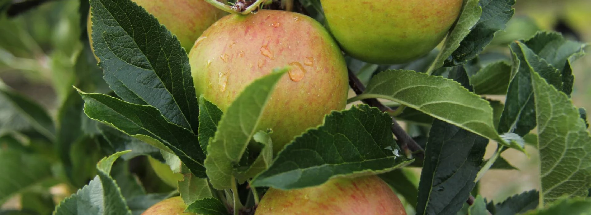 Appels aan den boom