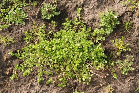 Vogelkweek in paardenweide