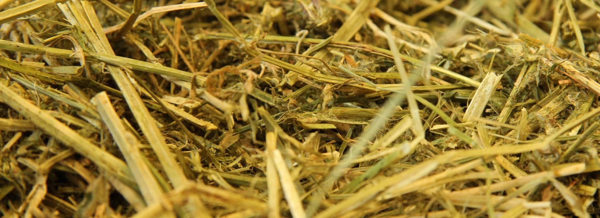 Luzerne