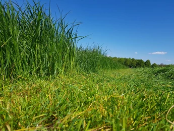 Ruwvoerteelt