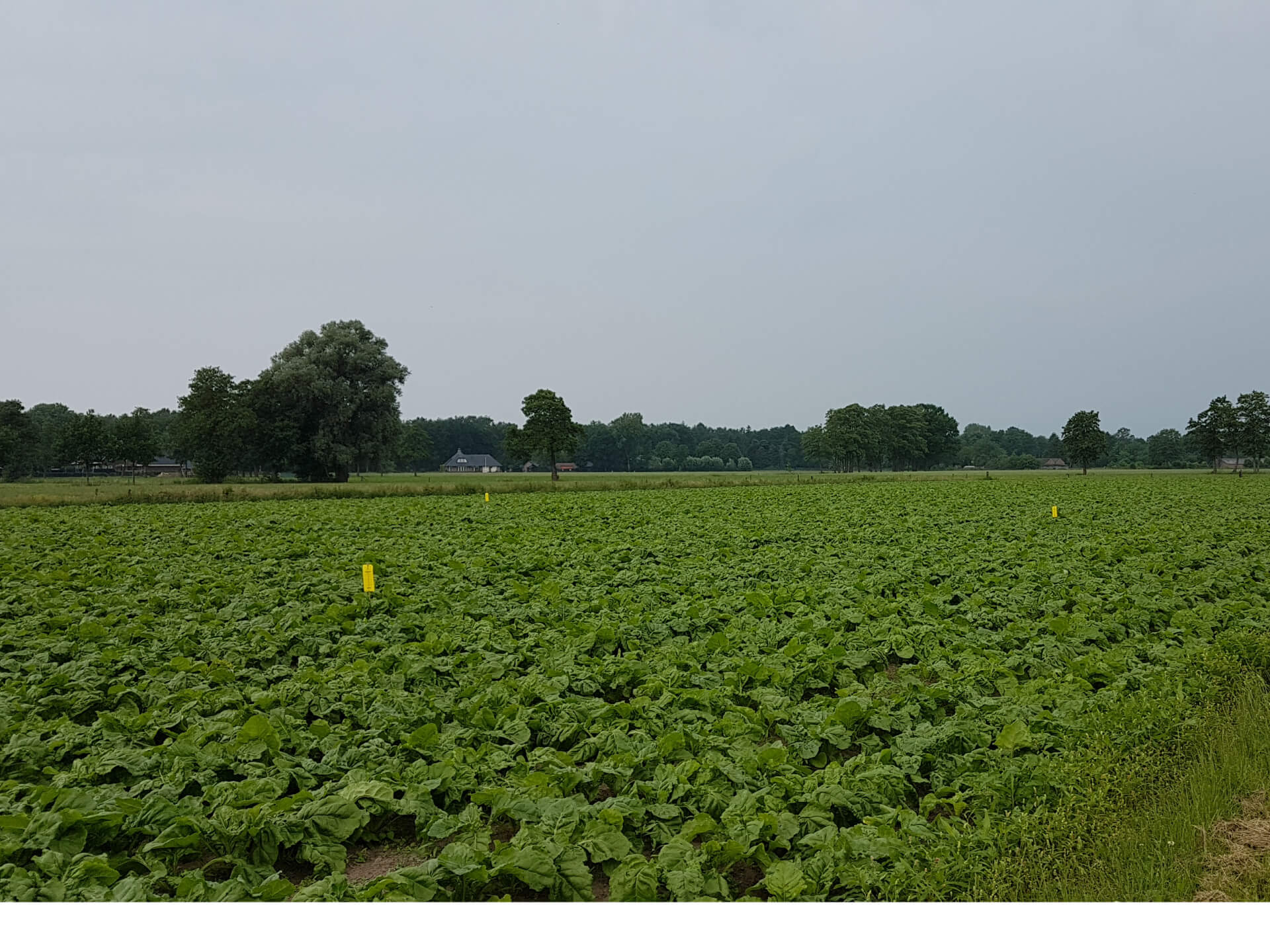 Voorbereiding teelt