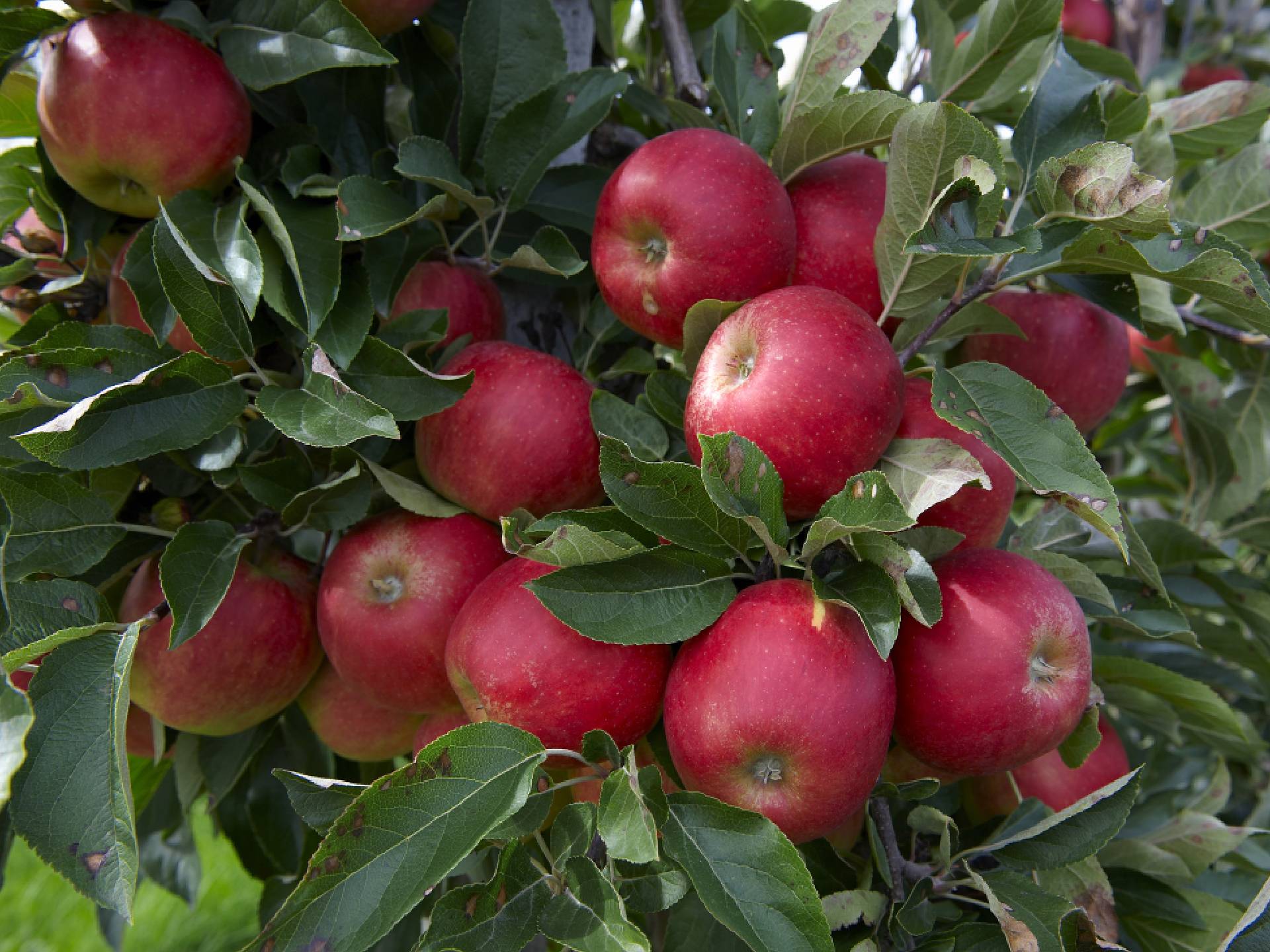 Appels aan de boom