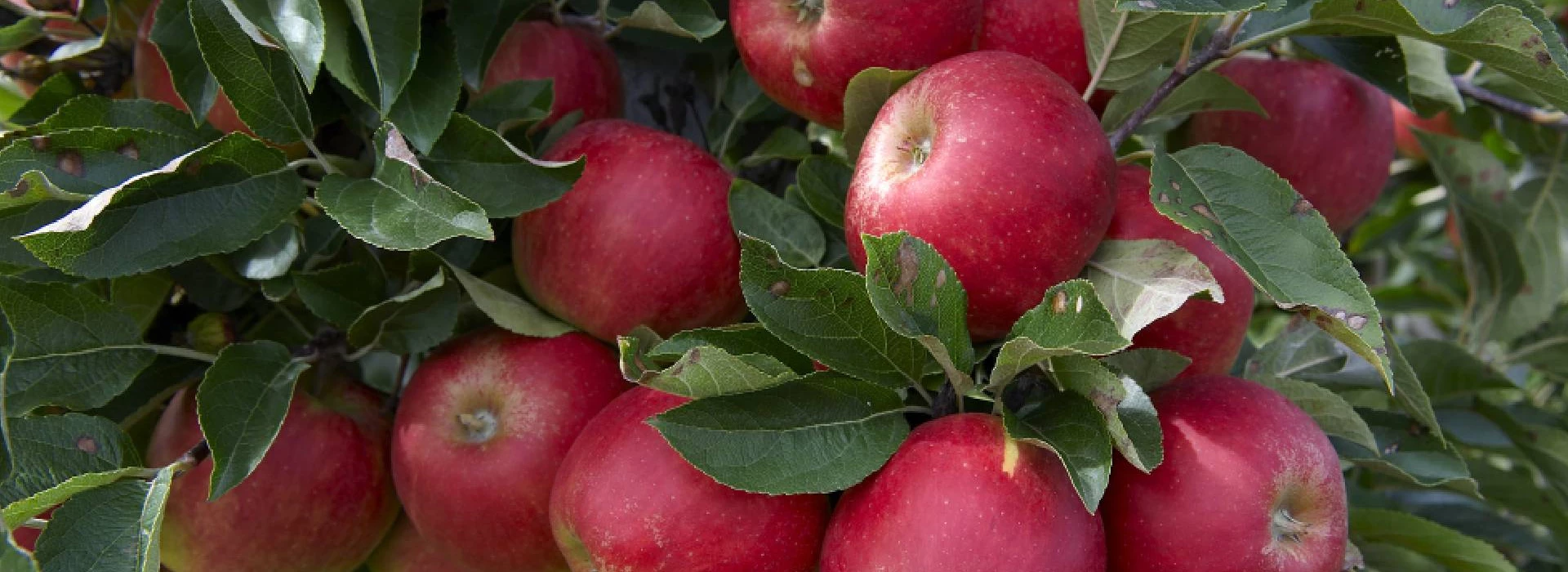 Appels aan de boom