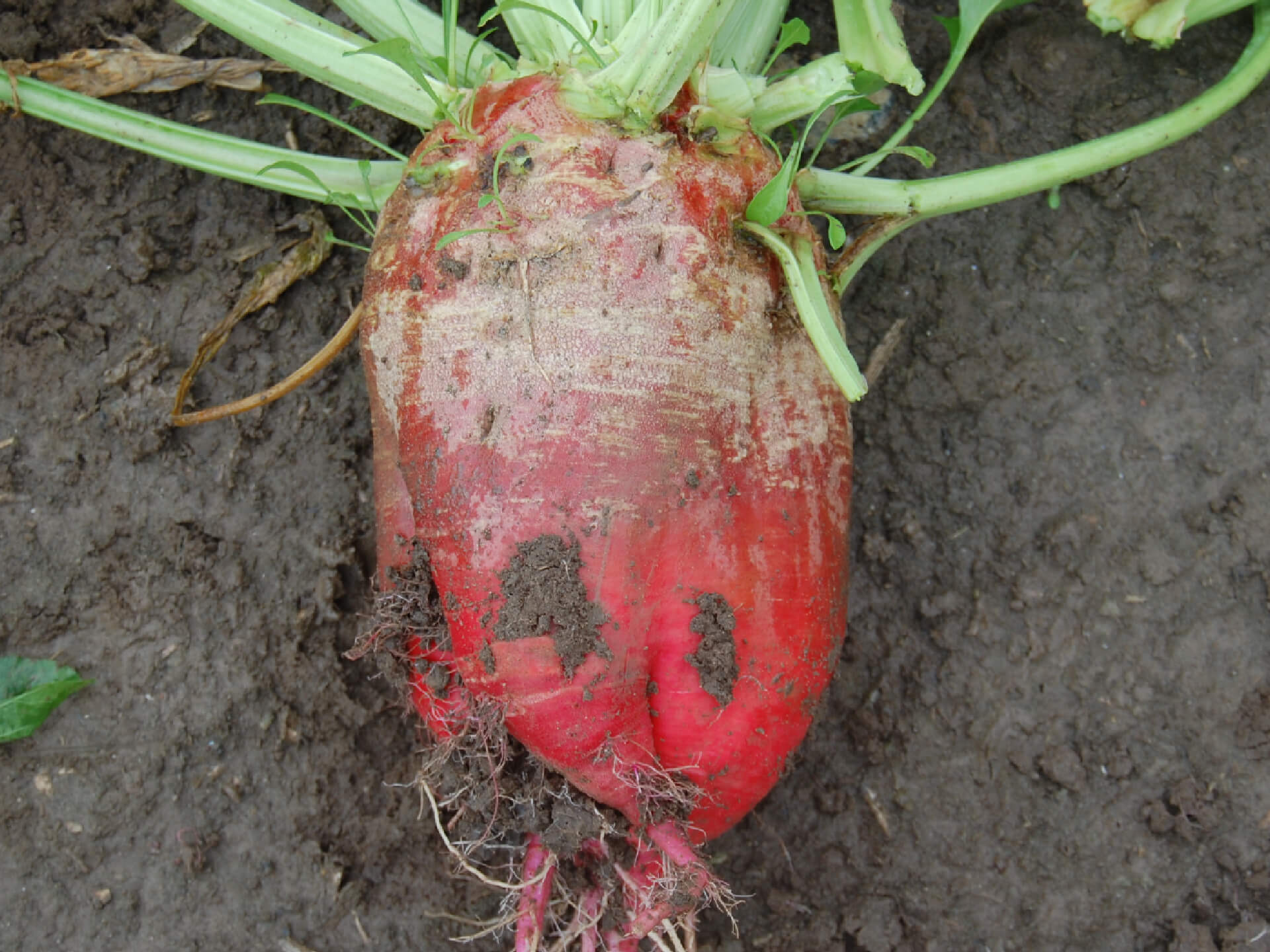 Voederbieten