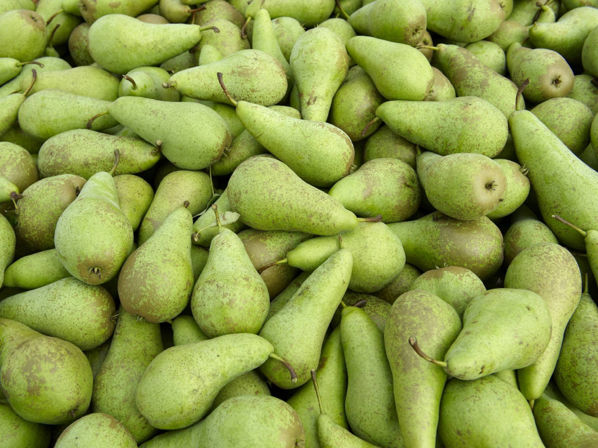 Peren