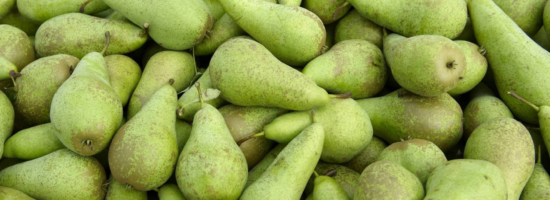 Peren los